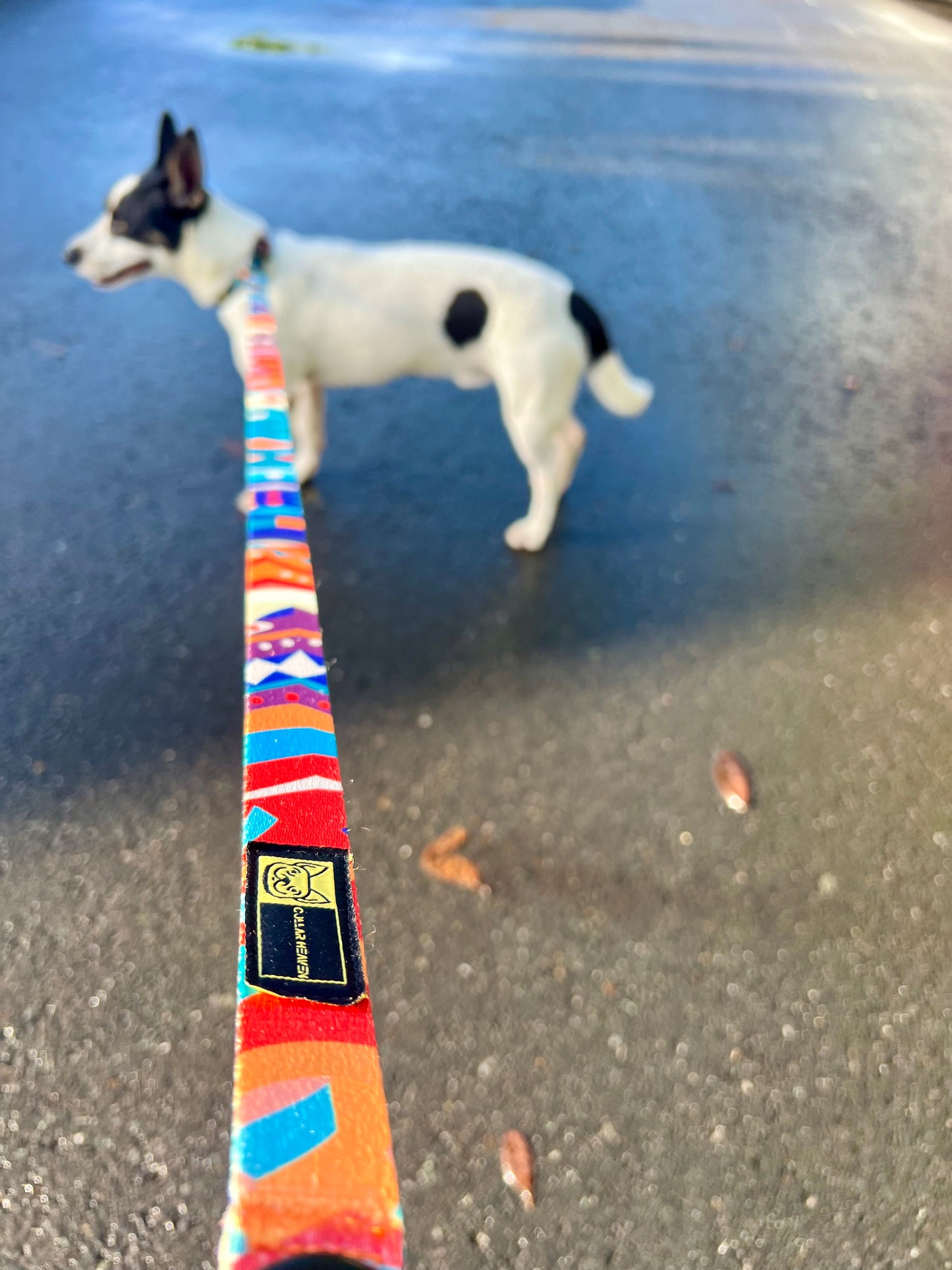 Collar & Leash Combo